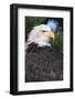 Bald Eagle in Pine Tree, Colorado-Richard and Susan Day-Framed Photographic Print