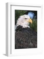 Bald Eagle in Pine Tree, Colorado-Richard and Susan Day-Framed Photographic Print