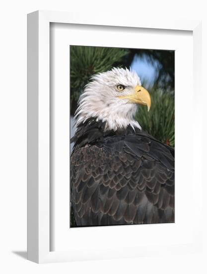 Bald Eagle in Pine Tree, Colorado-Richard and Susan Day-Framed Photographic Print