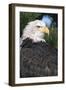 Bald Eagle in Pine Tree, Colorado-Richard and Susan Day-Framed Photographic Print