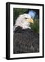Bald Eagle in Pine Tree, Colorado-Richard and Susan Day-Framed Photographic Print