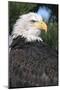 Bald Eagle in Pine Tree, Colorado-Richard and Susan Day-Mounted Photographic Print