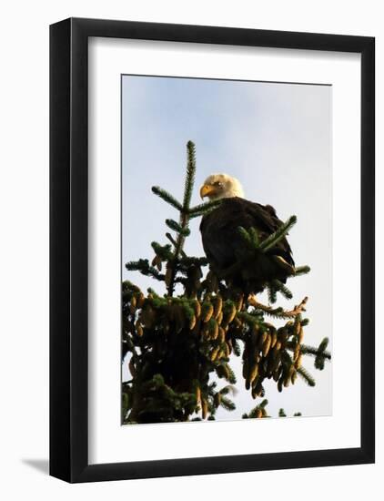 Bald Eagle in Pine-Charles Glover-Framed Giclee Print