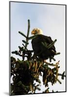 Bald Eagle in Pine-Charles Glover-Mounted Giclee Print