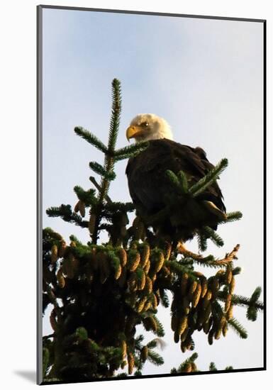 Bald Eagle in Pine-Charles Glover-Mounted Giclee Print