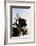 Bald Eagle in Pine-Charles Glover-Framed Giclee Print