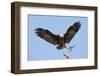 Bald Eagle Landing, Haliaeetus Leucocephalus, Southwest Florida-Maresa Pryor-Framed Photographic Print