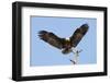 Bald Eagle Landing, Haliaeetus Leucocephalus, Southwest Florida-Maresa Pryor-Framed Photographic Print