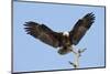 Bald Eagle Landing, Haliaeetus Leucocephalus, Southwest Florida-Maresa Pryor-Mounted Photographic Print