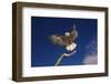 Bald Eagle Landing on a Snag-W. Perry Conway-Framed Photographic Print