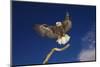 Bald Eagle Landing on a Snag-W. Perry Conway-Mounted Photographic Print