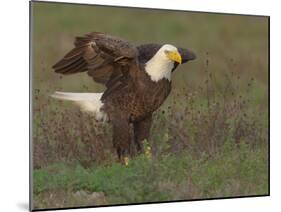 Bald eagle landing on ground to look for materials for his nest, Ft. Myers, Florida-Maresa Pryor-Mounted Photographic Print