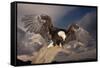 Bald Eagle Landing on Snag-W. Perry Conway-Framed Stretched Canvas