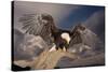 Bald Eagle Landing on Snag-W. Perry Conway-Stretched Canvas