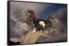 Bald Eagle Landing on Snag-W. Perry Conway-Framed Stretched Canvas