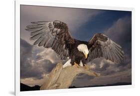 Bald Eagle Landing on Snag-W. Perry Conway-Framed Photographic Print