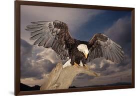 Bald Eagle Landing on Snag-W. Perry Conway-Framed Photographic Print