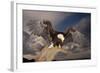 Bald Eagle Landing on Snag-W. Perry Conway-Framed Photographic Print