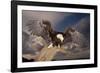 Bald Eagle Landing on Snag-W. Perry Conway-Framed Photographic Print