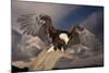 Bald Eagle Landing on Snag-W. Perry Conway-Mounted Photographic Print
