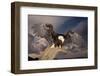 Bald Eagle Landing on Snag-W. Perry Conway-Framed Photographic Print