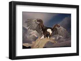 Bald Eagle Landing on Snag-W. Perry Conway-Framed Photographic Print