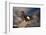 Bald Eagle Landing on Snag-W. Perry Conway-Framed Photographic Print