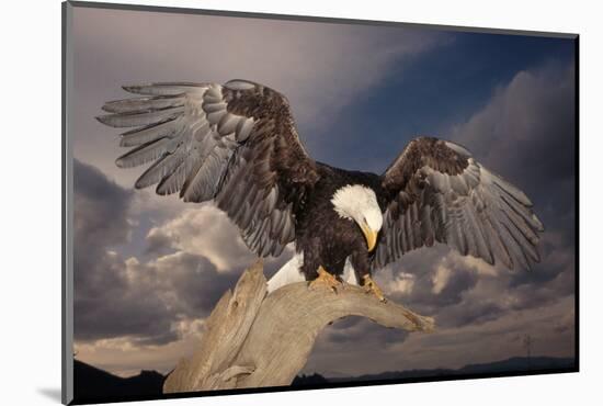 Bald Eagle Landing on Snag-W. Perry Conway-Mounted Photographic Print