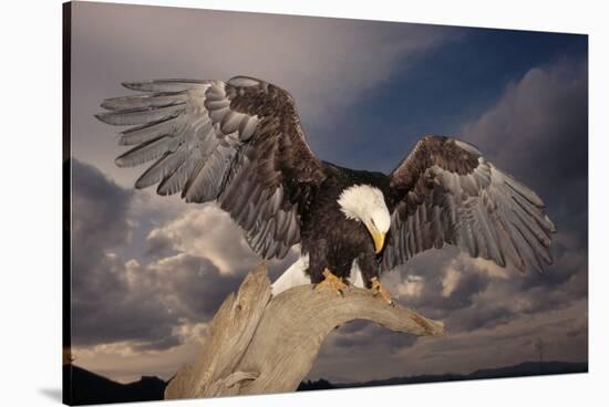 Bald Eagle Landing on Snag-W. Perry Conway-Stretched Canvas