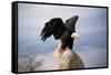 Bald Eagle Lands with Outstretched Wings-W. Perry Conway-Framed Stretched Canvas