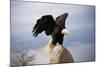 Bald Eagle Lands with Outstretched Wings-W. Perry Conway-Mounted Photographic Print