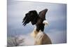 Bald Eagle Lands with Outstretched Wings-W. Perry Conway-Mounted Photographic Print