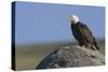 Bald Eagle on Boulder-Ken Archer-Stretched Canvas