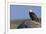 Bald Eagle on Boulder-Ken Archer-Framed Photographic Print