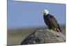 Bald Eagle on Boulder-Ken Archer-Mounted Photographic Print