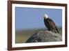 Bald Eagle on Boulder-Ken Archer-Framed Photographic Print