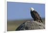 Bald Eagle on Boulder-Ken Archer-Framed Photographic Print