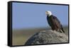 Bald Eagle on Boulder-Ken Archer-Framed Stretched Canvas