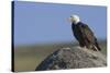 Bald Eagle on Boulder-Ken Archer-Stretched Canvas