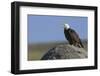 Bald Eagle on Boulder-Ken Archer-Framed Photographic Print