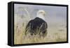 Bald Eagle on the Ground-Ken Archer-Framed Stretched Canvas