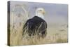 Bald Eagle on the Ground-Ken Archer-Stretched Canvas