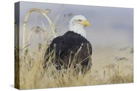 Bald Eagle on the Ground-Ken Archer-Stretched Canvas