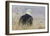 Bald Eagle on the Ground-Ken Archer-Framed Photographic Print