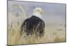 Bald Eagle on the Ground-Ken Archer-Mounted Photographic Print