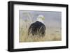 Bald Eagle on the Ground-Ken Archer-Framed Photographic Print