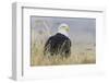 Bald Eagle on the Ground-Ken Archer-Framed Photographic Print