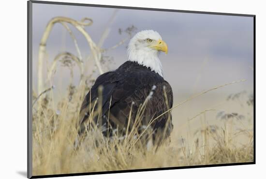 Bald Eagle on the Ground-Ken Archer-Mounted Photographic Print