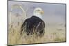 Bald Eagle on the Ground-Ken Archer-Mounted Photographic Print