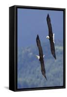 Bald Eagle Pair, Courtship Flight-Ken Archer-Framed Stretched Canvas